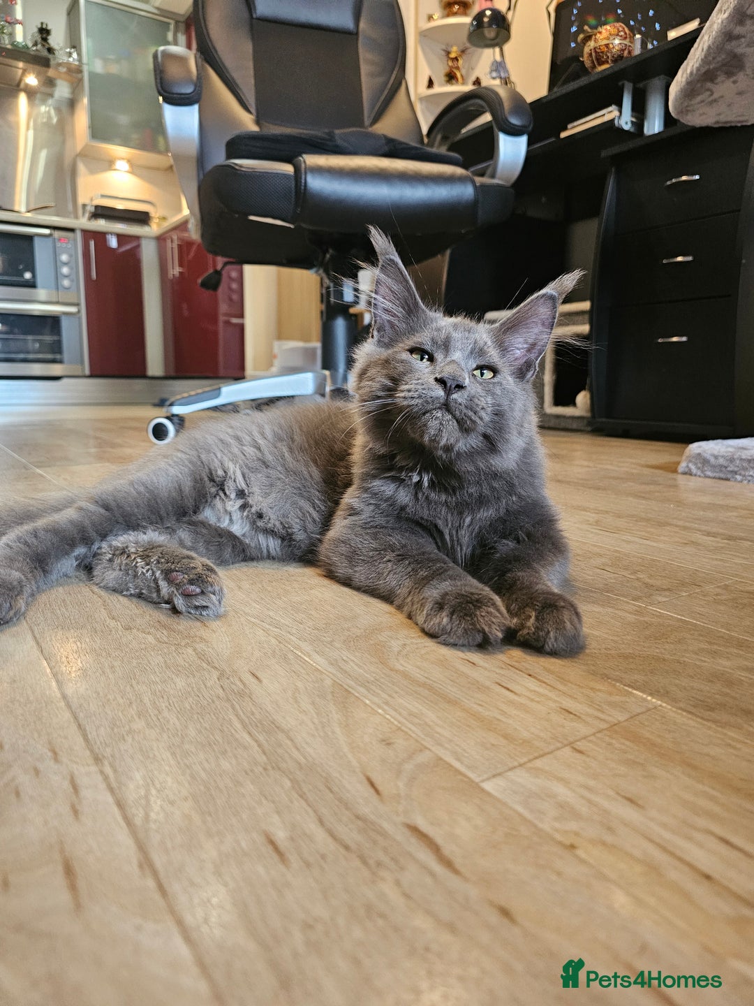 Maine Coon cats for sale: 🔥*Stunning Litter of 8💎Solid Blue Maine Coon*🔥  - Image 12
