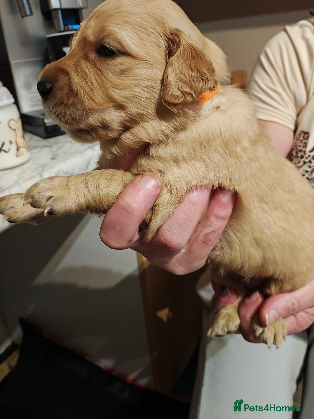 Golden Retriever dogs for sale: 10 Beautiful Golden Retriever puppies  - Advert 17