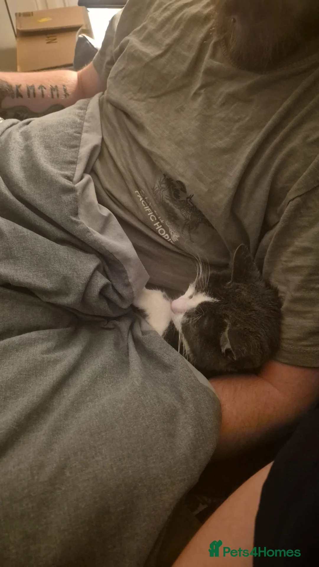 Domestic Shorthair cats for sale: 1 year old female grey and white - Advert 5