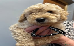 Miniature Poodle dogs for sale: Miniature poodles  - Image 16