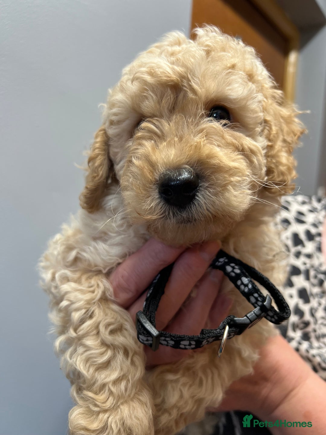 Miniature Poodle dogs for sale: Miniature poodles  - Image 16