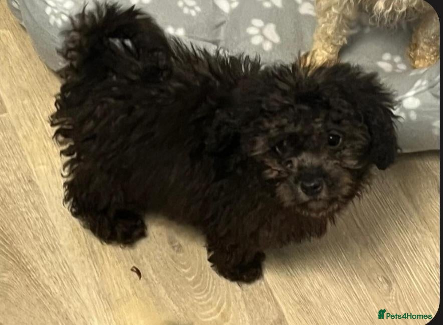 Cockapoo dogs Last Beautiful cockapoos ready now 😍  - Advert 2