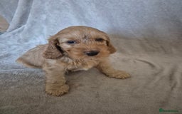 Cockapoo dogs for sale: Cockapoo puppies - Image 5