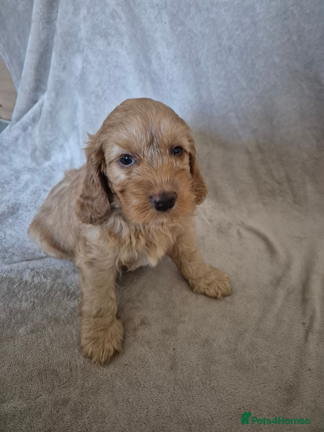 Cockapoo dogs for sale: Cockapoo puppies - Image 5