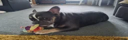 Mixed Breed dogs for sale: Mixed breed puppy in Burton-on-Trent - Advert 4