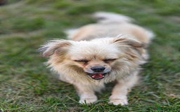 Pekingese dogs for adoption: 💖🐶 ROSA 🐶💖 - Image 16