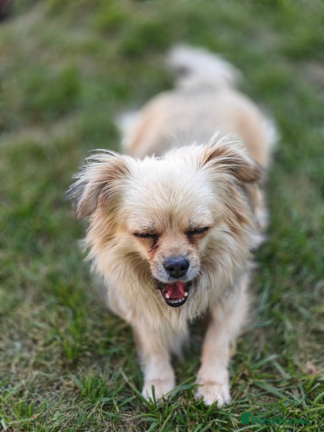 Pekingese dogs for adoption: 💖🐶 ROSA 🐶💖 - Image 16