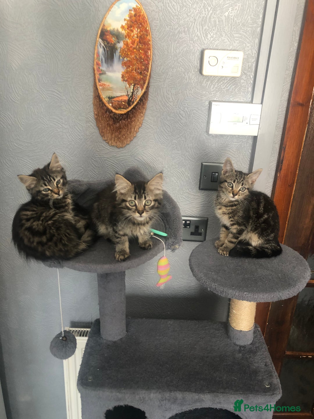 Mixed Breed cats for sale: Beautifully kittens ready for new home - Image 1