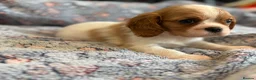 Cavalier King Charles Spaniel dogs for sale: Ruby&blenheim puppies  - Advert 10