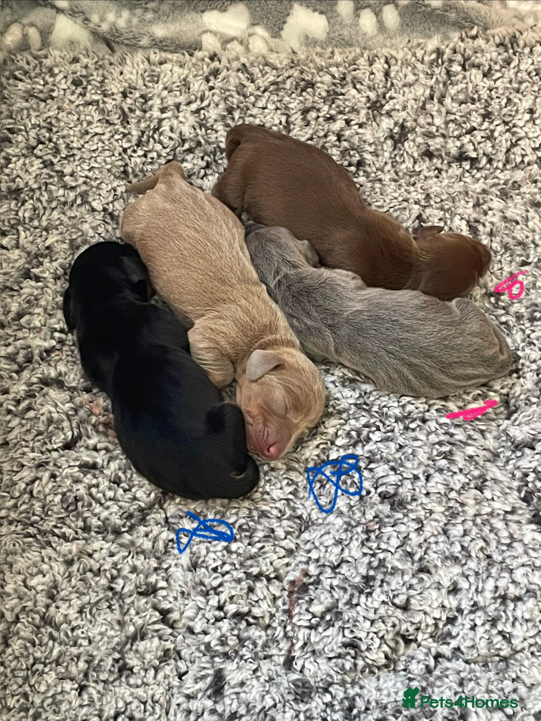 Miniature Dachshund dogs for sale: Kc Reg smooth hair miniature dachshund - Advert 2