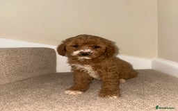 Cavapoo dogs for sale: Stunning F1b Deep Fox Red Toy cavapoos - Image 5