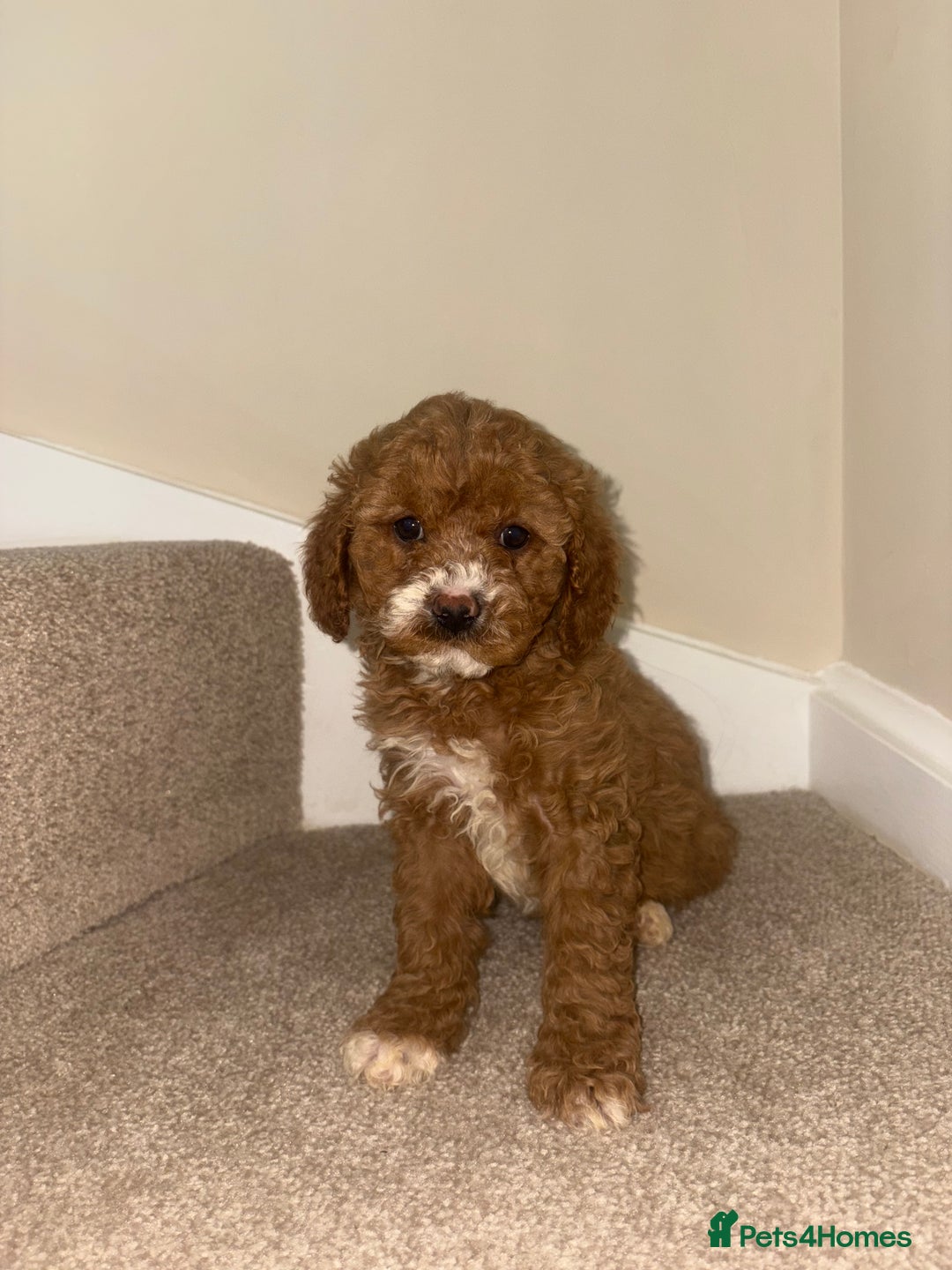 Cavapoo dogs for sale: Stunning F1b Deep Fox Red Toy cavapoos - Image 5