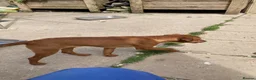Patterdale Terrier dogs for sale: 3 Patterdale dogs… one 8 mths…. Two 6 months  - Advert 10