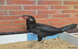 Chickens poultry for sale: 2 pure aseel hens - Image 4