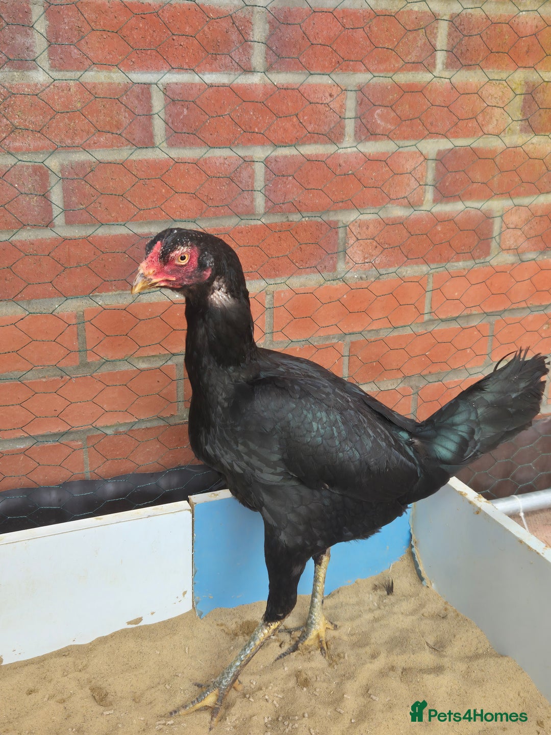 Chickens poultry for sale: 2 pure aseel hens - Image 4