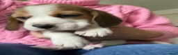 Beagle dogs for sale: KC Reg Pure Pedigree champ Beagle  - Advert 5