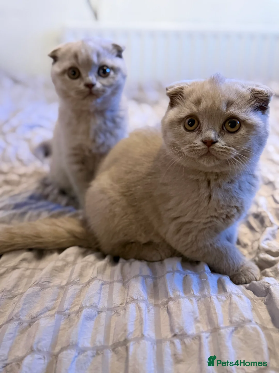 Scottish Fold cats for sale: 2 Scottish Fold Lilac Kittens for Sale - Advert 6