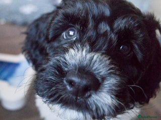 Cockapoo dogs - Advert 6