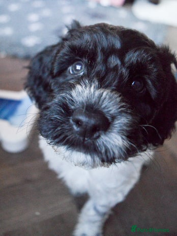 Cockapoo dogs - Advert 6