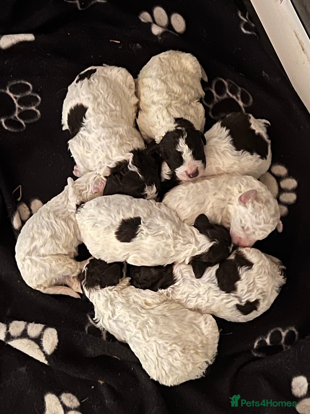 Lagotto Romagnolo dogs for sale: Quality lagotto pups - Advert 3