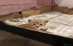 Domestic Shorthair cats for sale: 6 ginger kittens for sale - Image 2