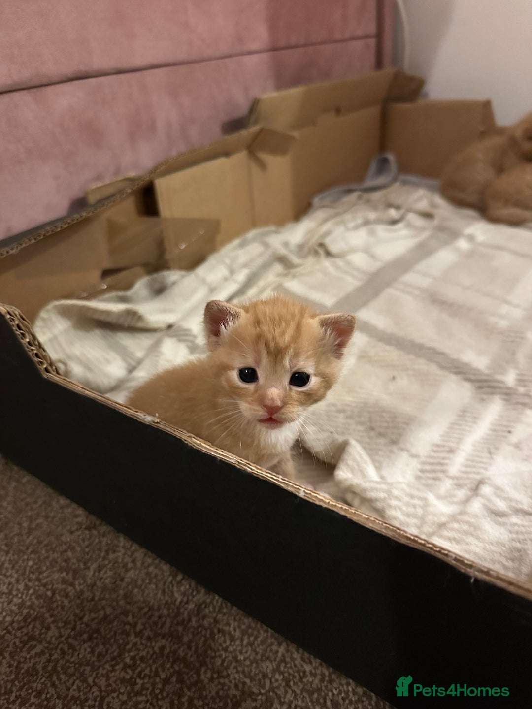 Domestic Shorthair cats for sale: 6 ginger kittens for sale - Image 2