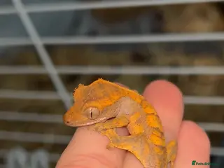 Gecko reptiles Young Crested Geckos X1 LEFT - Advert 16