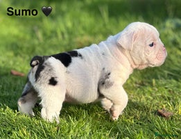 English Bulldog dogs 🌟 health tested parents 🌟 - Advert 15