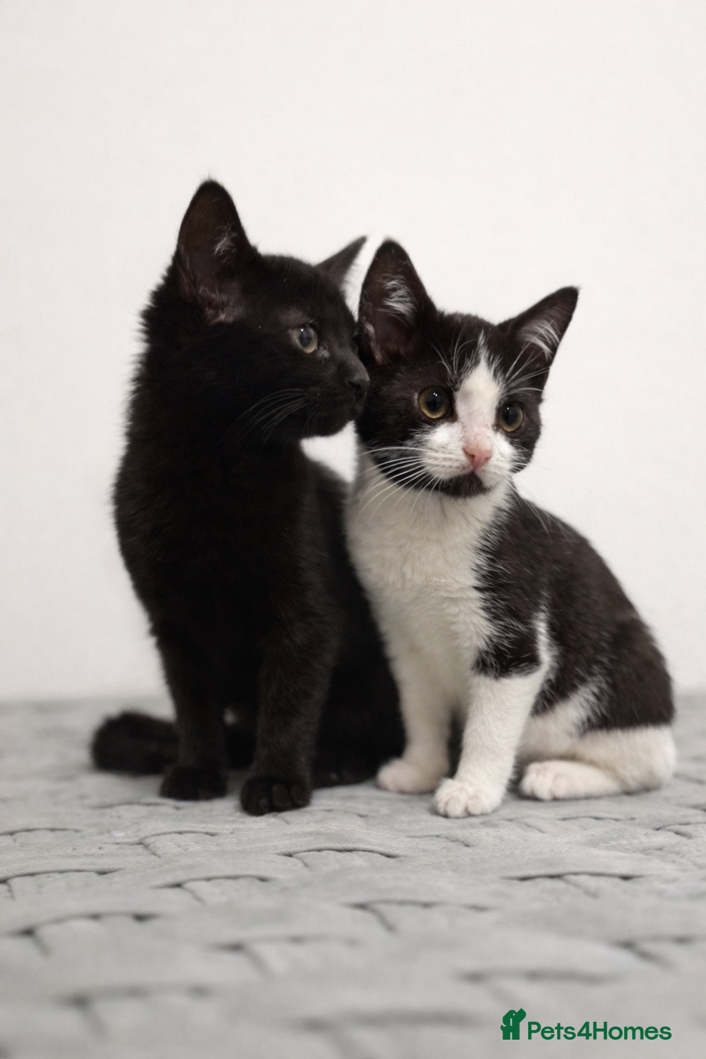 Mixed Breed cats Beautiful Bsh mixed litter now ready  - Advert 1