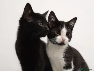 Mixed Breed cats Beautiful Bsh mixed litter now ready - Advert 1