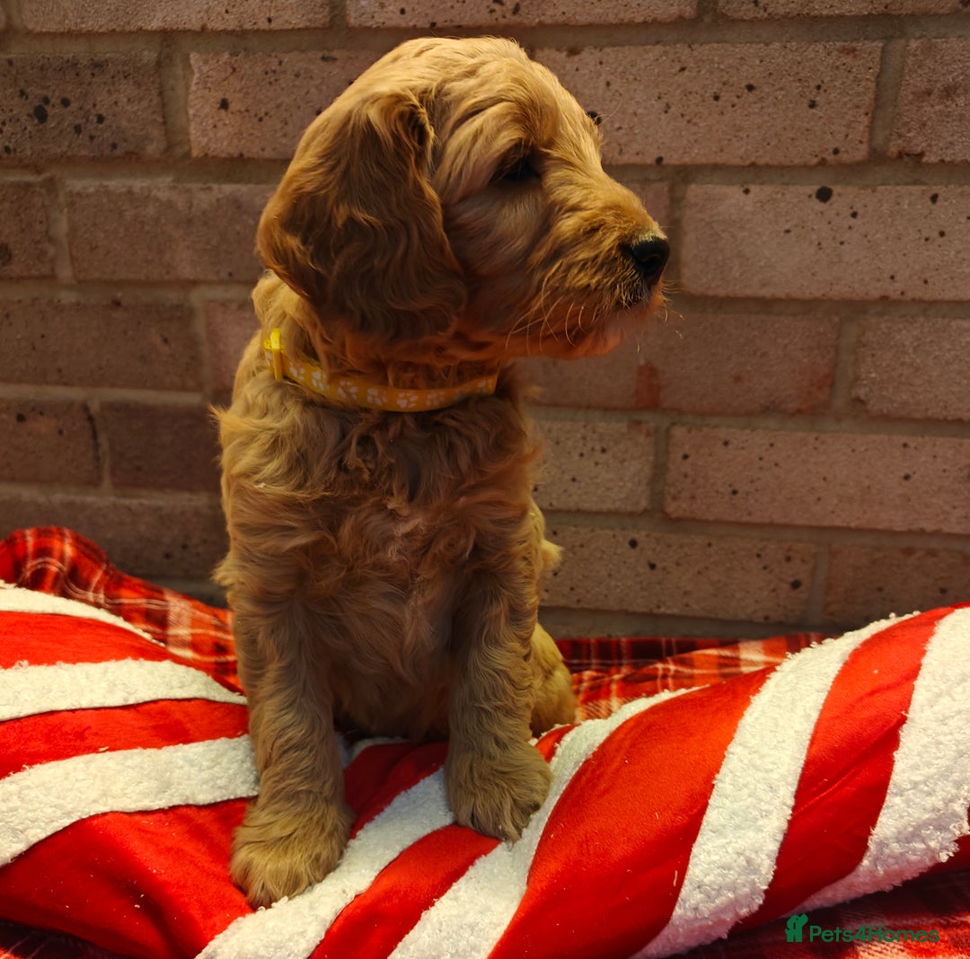 Mini Goldendoodle dogs for sale: *REDUCED* Adorable Red & Apricot Goldendoodles - Advert 9