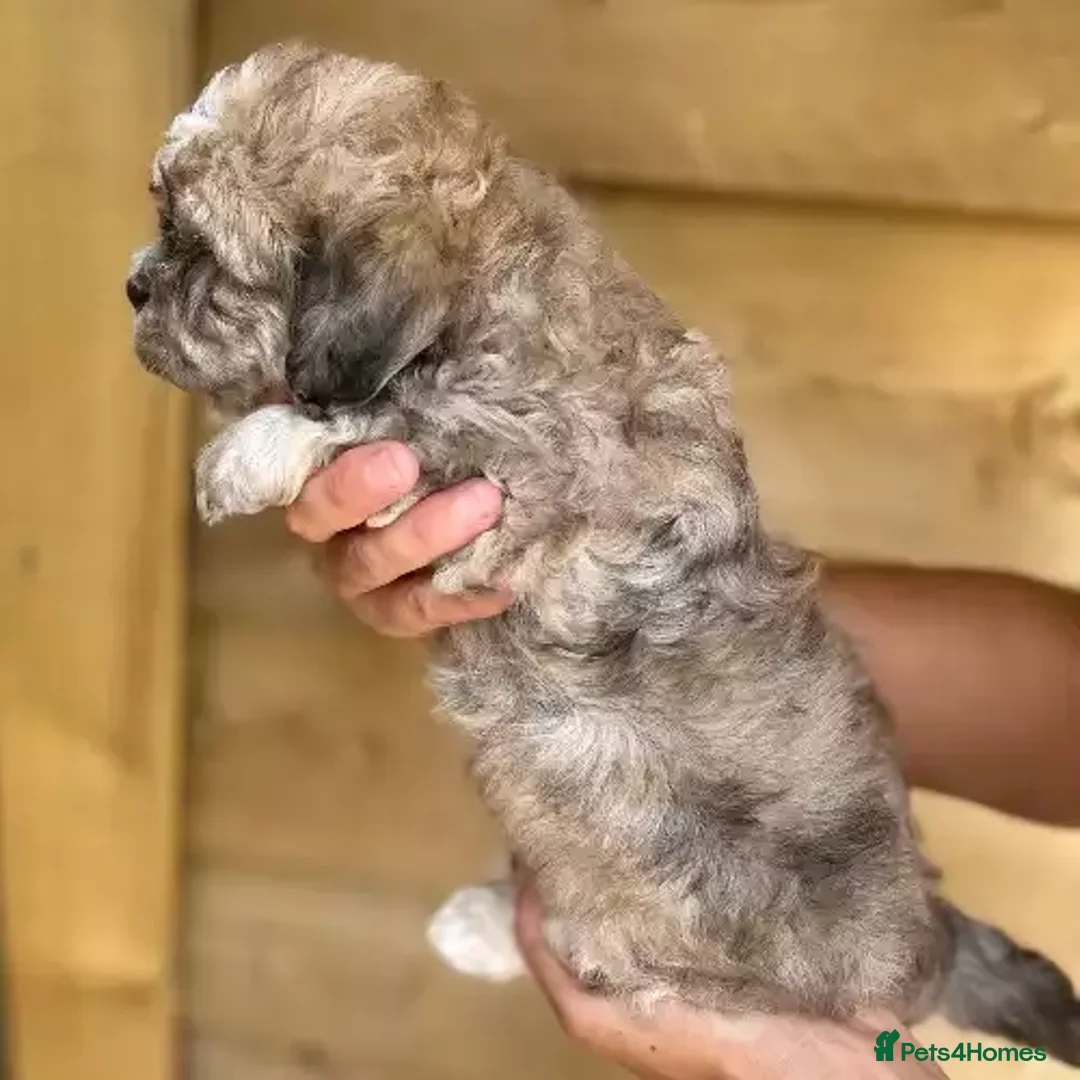 Shih Tzu dogs for sale: Playful dolly face Shih Tzu puppy looking  - Advert 2