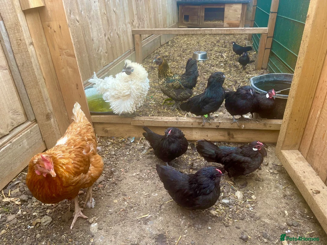 Chickens poultry for sale: Miniature fowl for sale in Ipswich - Advert 2