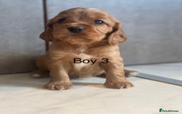 Mixed Breed dogs for sale: Beautiful litter of 6 cockalier pups - Image 8