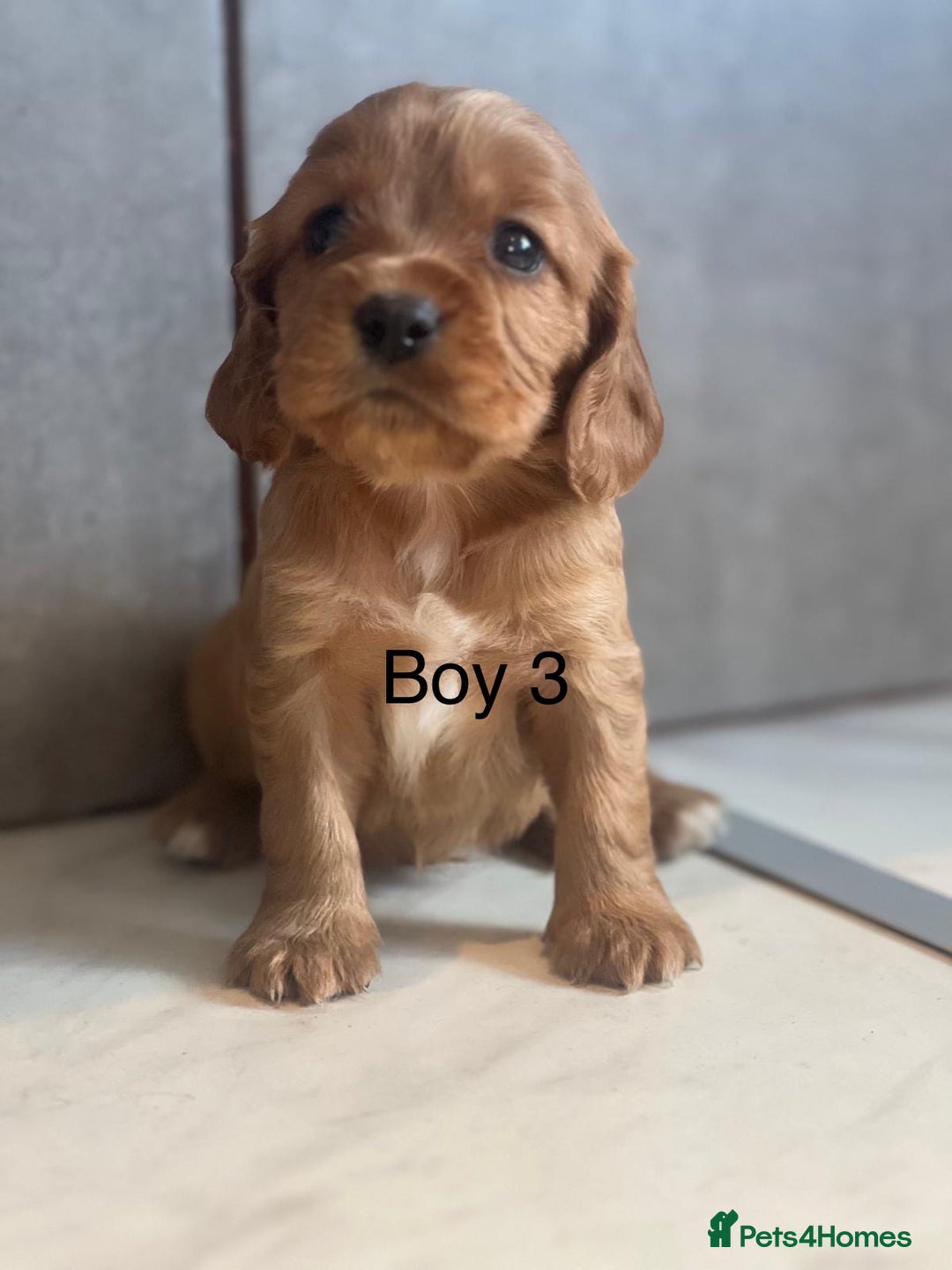 Mixed Breed dogs for sale: Beautiful litter of 6 cockalier pups - Image 8