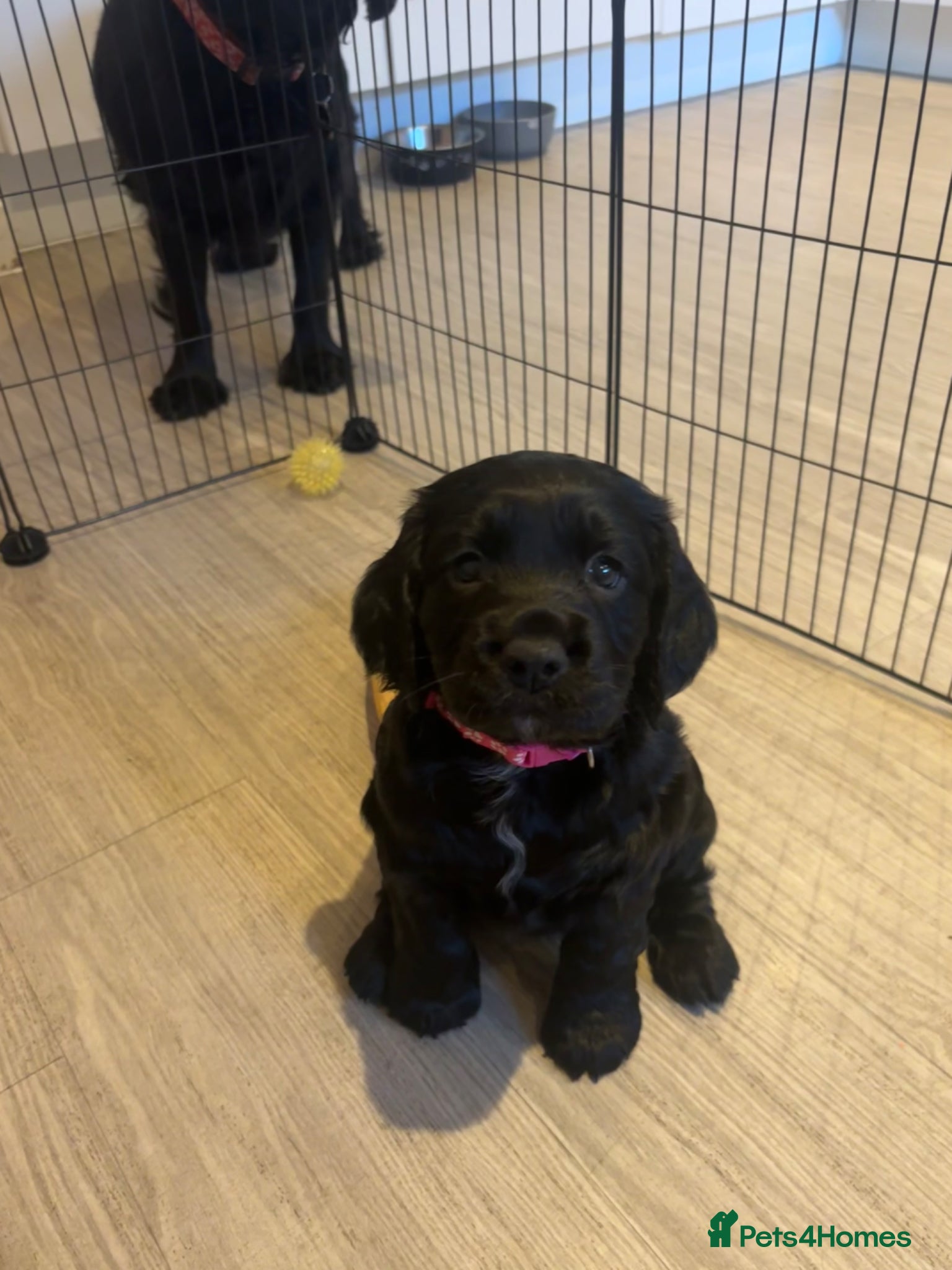 Cocker Spaniel dogs KC Registered Cocker Spaniel Puppies  - Advert 17