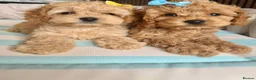 Cockapoo dogs for sale: ✨ 🧡  F1 dna tested cockerpoo ready now🧡✨ - Advert 5