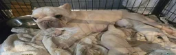 French Bulldog dogs for sale: French Bulldog Puppies   - Advert 4