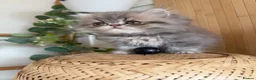 Persian cats for sale: Persian kittens  - Advert 11
