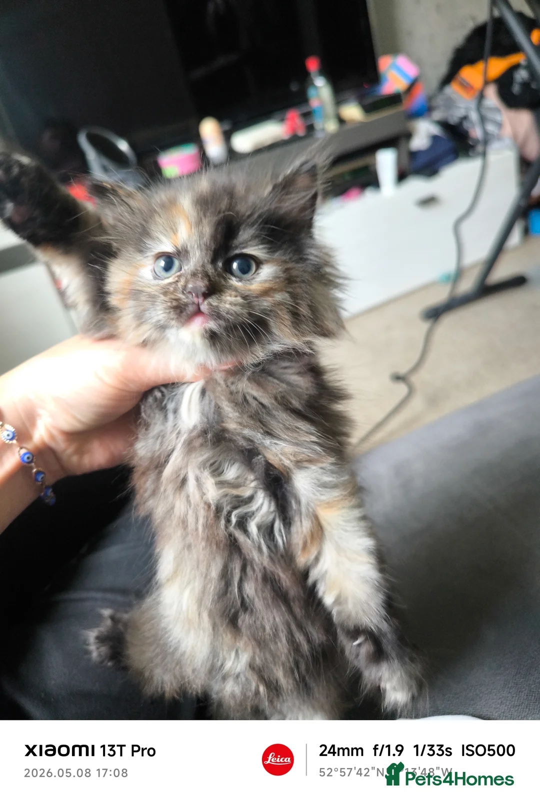 Mixed Breed cats for sale: Adorable White & Ginger Male Kitten for Sale - Advert 2