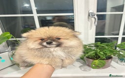 Pomeranian dogs for sale: 4 lovely Pomeranian Puppies for sale AVAILABLE NOW - Image 6