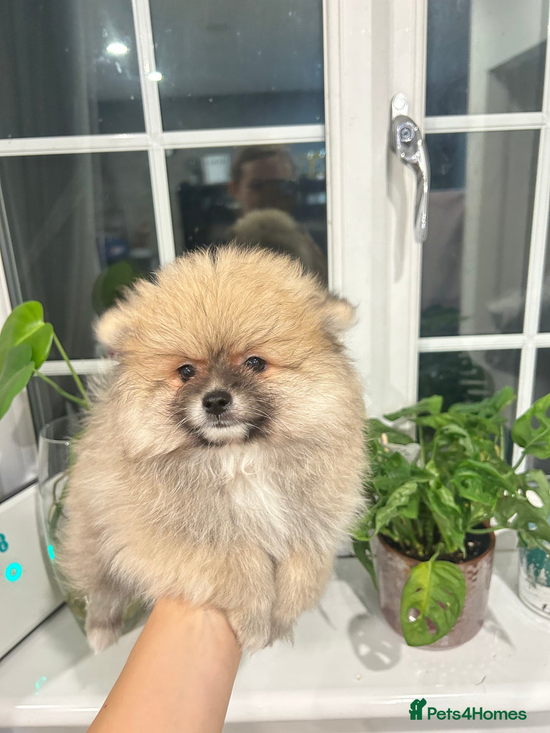 Pomeranian dogs for sale: 4 lovely Pomeranian Puppies for sale AVAILABLE NOW - Image 6