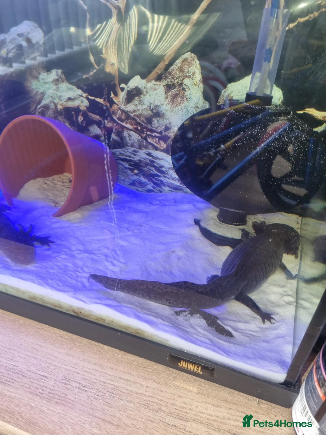 Axolotl reptiles for sale: Bert and Ernie  full set up for sale  in Corby - Advert 5