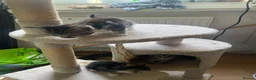 Mixed Breed cats for sale: 7 kitten  in Sheerness - Advert 3