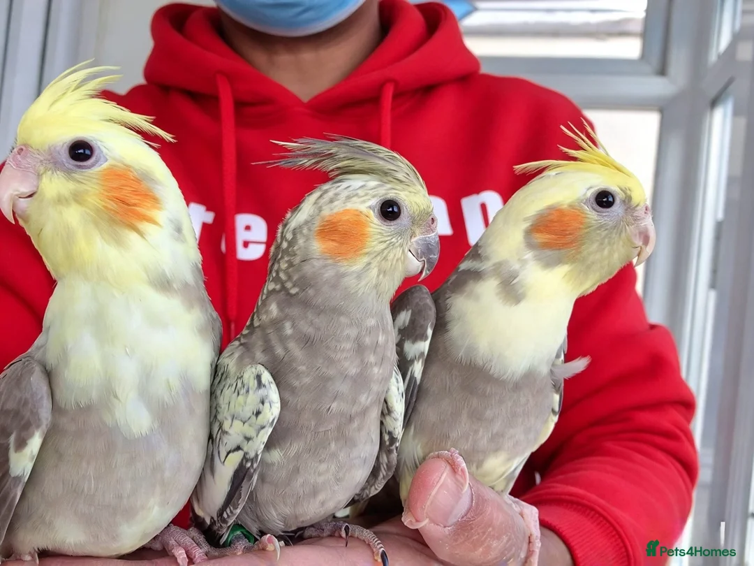 Cockatiels birds for sale: Hand tamed Cockatiels  - Advert 1