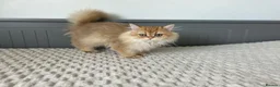 British Longhair cats for sale: Chocolate-Golden British BLH and BSH kittens  - Advert 5