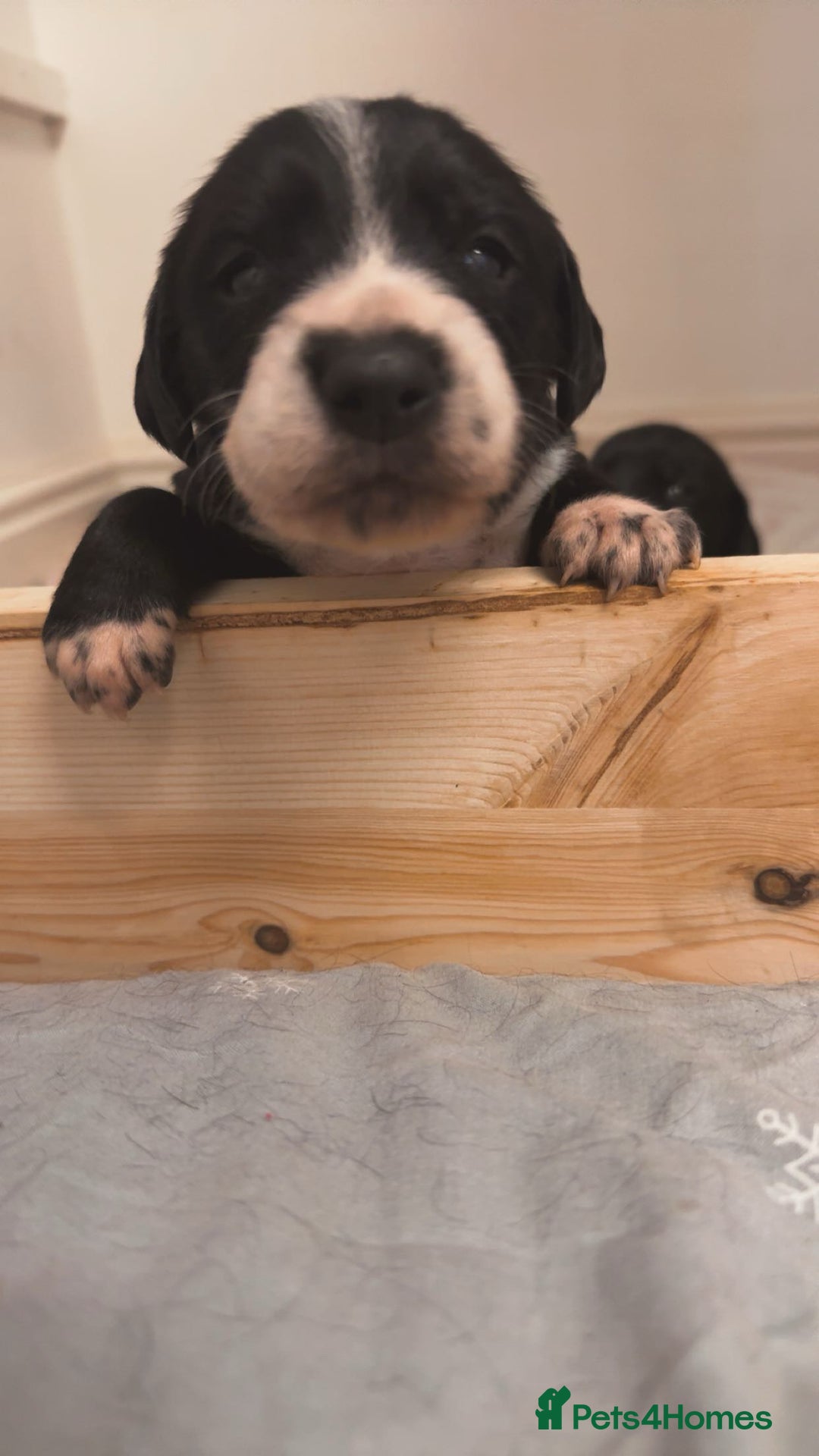 Mixed Breed dogs for sale: Dalmatian X Cocker spaniel - Advert 9