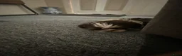 Shih Tzu dogs for sale: Imperial Shih Tzu  - Advert 3