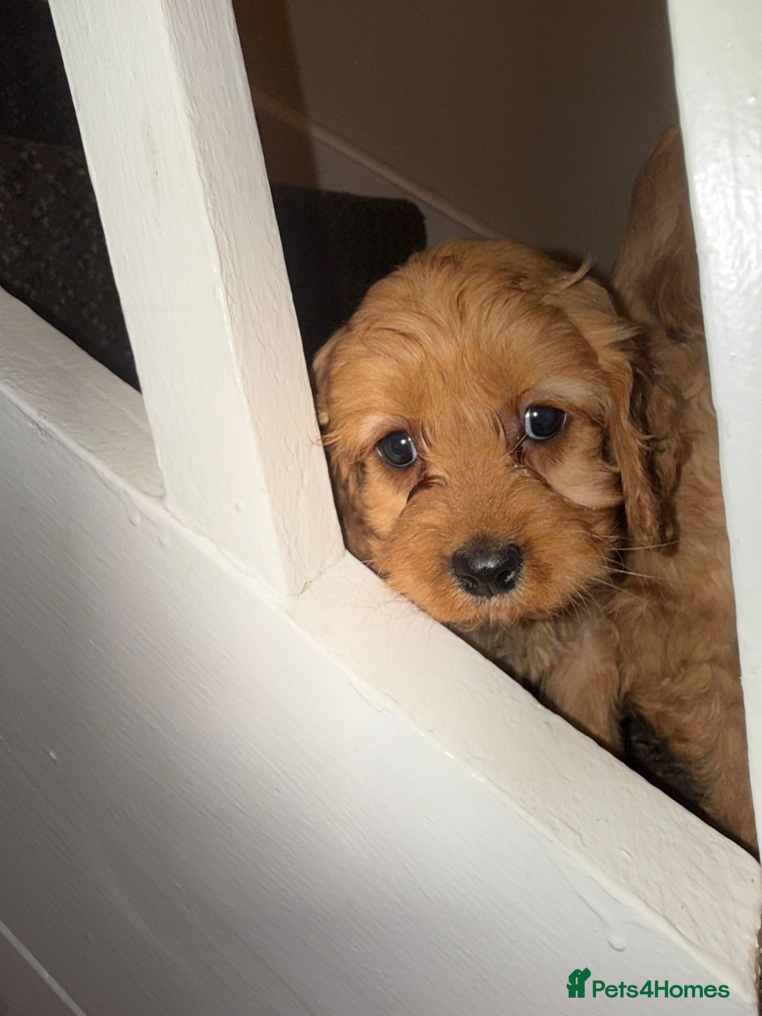 Cavapoo dogs for sale: Cavapoo Puppies - Advert 4