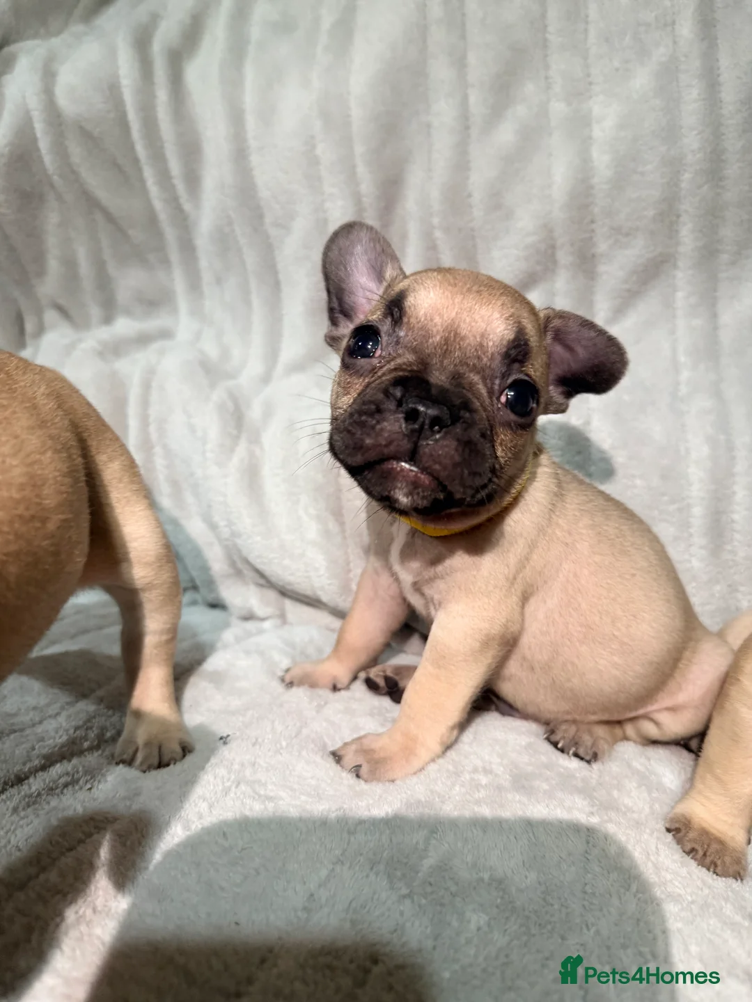 French Bulldog dogs for sale: Pedigree Mum Frenchy Pups-Gorgeous  ! - Advert 36